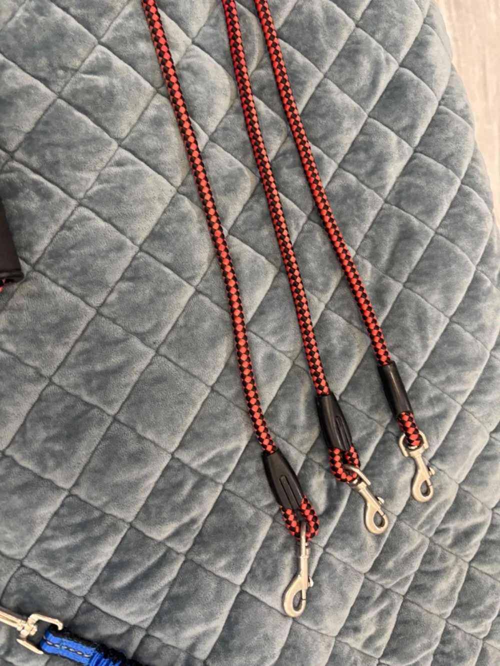 N/A adjustable dog